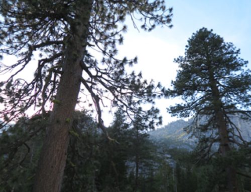 Conifer Cruising Klamath Country