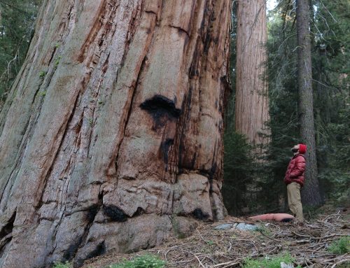 Exploring sequoia country