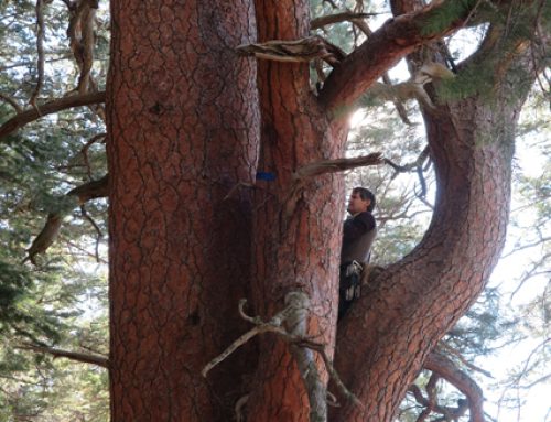 Arizona’s biggest Ponderosa pine?