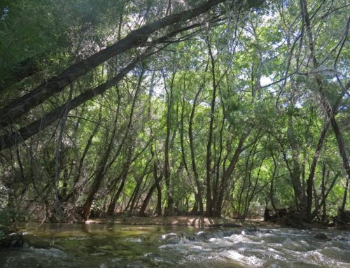 Verde Source to Mouth—Below the Dams