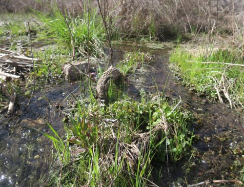 Verde Source to Mouth—Ideas